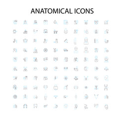 anatomical icons, signs, outline symbols, concept linear illustration line collection
