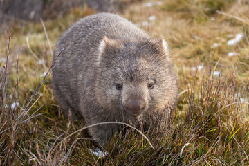 Image of a wild wombat at Cradle Mountain, Tasmania, Australia.