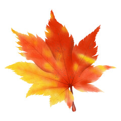 Maple leaf watercolor illustration.