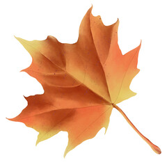 Maple leaf watercolor illustration.