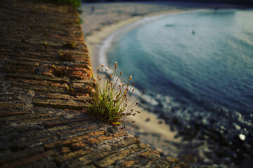 fence