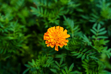 道端に咲く一輪のマリーゴールド