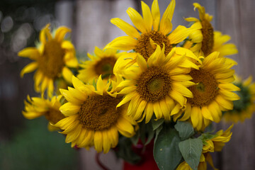 Obraz premium sunflowers in a red teapot