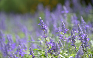 lavender in the field