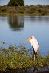 Portrait of a slender African tantalus, a yellow-billed, red-faced stork, perched on the African savannah. This wild fishing bird is known as mycteria ibis.