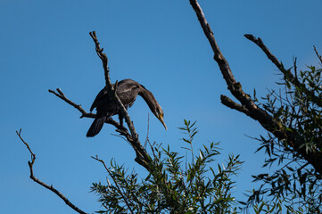 Phalacrocorax carbo - Common cormorant - Grand cormoran
