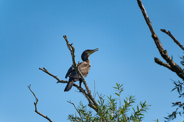 Phalacrocorax carbo - Common cormorant - Grand cormoran
