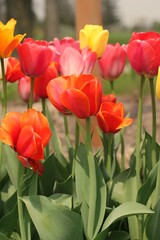 red and yellow tulips