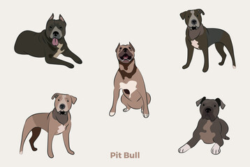 Pit bull breed, dog pedigree drawing. Cute dog characters in various poses, designs for prints, adorable and cute Pitbull cartoon vector set, in different poses. Flat cartoon style.