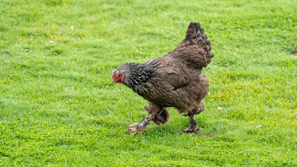 The Brahma chicken, an american chicken that's very large. Big chicken on grass