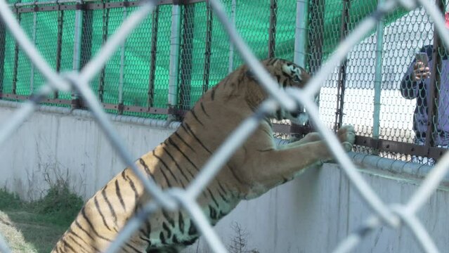 Tiger caught in a cage roaring in Jim Corbett national park India. High-quality Apple Prores 60 FPS 4k footage.
