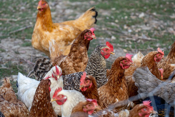 free range chickens a dutch malinois and other breeds together
