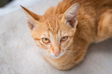 Little Cute Cat orange ginger yellow kitten cat on the floor and look at people with curiosity based on the kitten's habit.