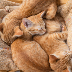 Group of little Cute Cat orange ginger yellow kitten cats are happy to sleep on the floor.