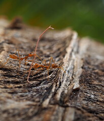blurred ant carrying stalk on the coconut tree