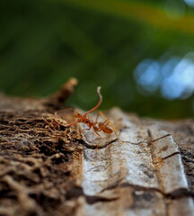 blurred ant carrying stalk on the coconut tree