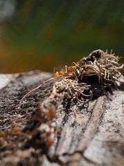 blurred ant carrying stalk on the coconut tree