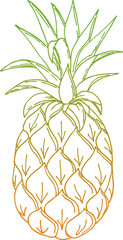 Pineapple doodling, ananas, color orang green gradient contour hand drawing. PNG.