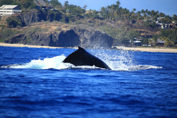 Naklejka premium Amazing pictures of humpback whale in Reunion island
