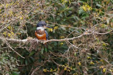 A colorful kingfisher resting on a tree branch in the early morning