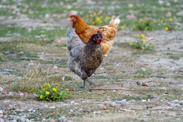 grey and brown hen on the grass