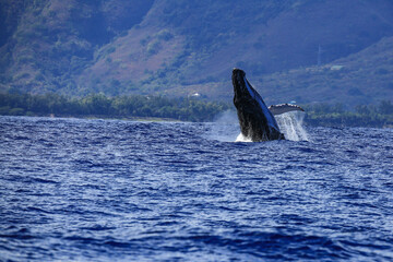 Fototapeta premium Amazing pictures of humpback whale in Reunion island