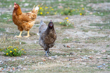 free range chicken in grass