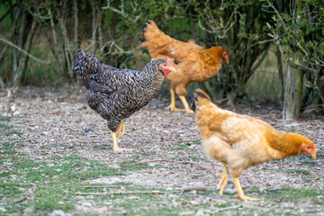 The Malines, Dutch: 'Mechelse Koekoek', a Belgian breed of large domestic chicken hen walking on a farm with iza brown chickens in the background