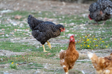 The Malines, Dutch: 'Mechelse Koekoek', a Belgian breed of large domestic chicken hen walking on a farm	