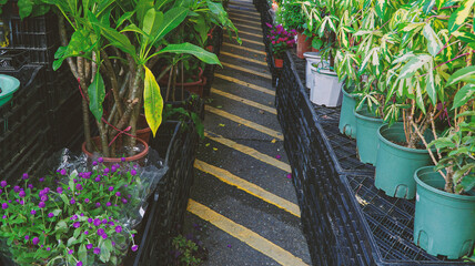 Whether you are interested in cut flowers, potted plants, seeds and bulbs or orchids, you'll find something to interest you at Flower Market Road in Mong Kok.