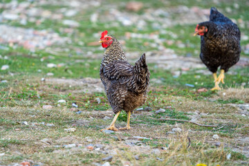 The Malines, Dutch: 'Mechelse Koekoek', a Belgian breed of large domestic chicken hen walking on a farm	