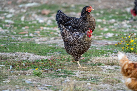 Imágenes de Malines descubre bancos de fotos, ilustraciones, vectores