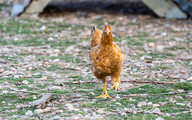 Portrait of a ISA Brown Chickens. Free range chicken