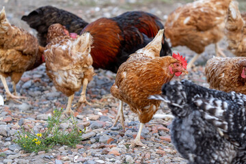 free range chicken in the farm