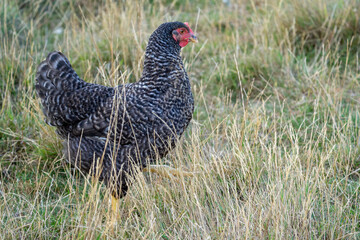 The Malines, Dutch: 'Mechelse Koekoek', a Belgian breed of large domestic chicken hen walking on a farm	