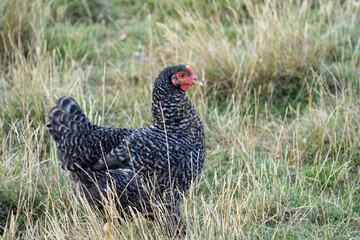 The Malines, Dutch: 'Mechelse Koekoek', a Belgian breed of large domestic chicken hen walking on a farm	