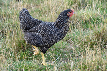 The Malines, Dutch: 'Mechelse Koekoek', a Belgian breed of large domestic chicken hen walking on a farm	