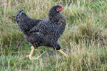 The Malines, Dutch: 'Mechelse Koekoek', a Belgian breed of large domestic chicken hen walking on a farm	