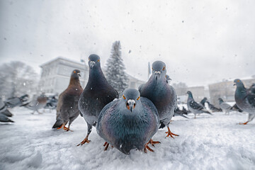 Funny and hilarious birds close-up. Funny bird and pigeon situations. Group of pigeons looking...