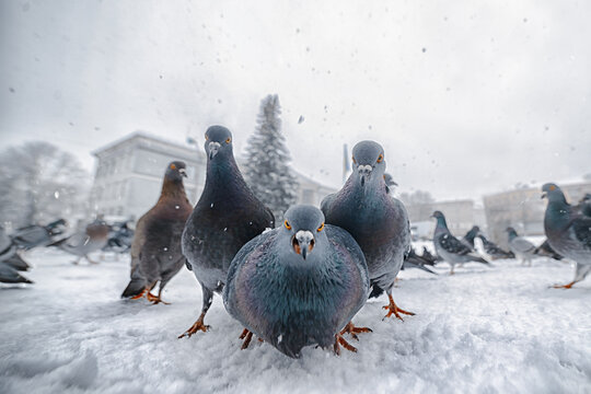Funny close-up of curious pigeons in the snow looking at camera - urban winter wildlife humor concept
