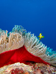 Beautiful red anemone magnifica with blue water background