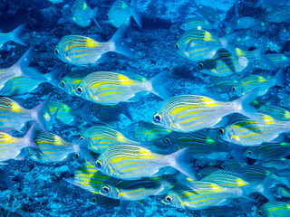 Fototapeta na wymiar Beautiful fishes of Reunion island during leisure scuba diving