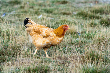 Portrait of a ISA Brown Chickens. Free range chicken