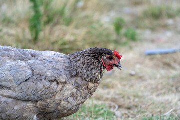 free range chicken on a farm. portrait of a grey chicken.