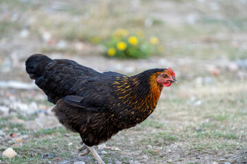 black harco free range hen chicken. Chicken in the grass. The harco chicken is a black chicken with a brown neck, and lays around 300 eggs per year