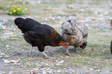 black harco free range hen chicken. Chicken in the grass. The harco chicken is a black chicken with a brown neck, and lays around 300 eggs per year