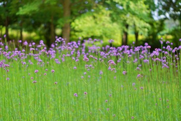 Beautiful purple verbenas blooming in summer