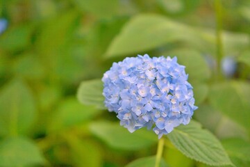 Beautiful hydrangeas blooming in summer