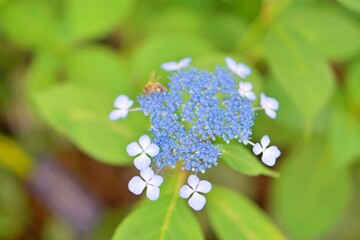 Beautiful hydrangeas blooming in summer