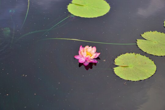 lotus flowers blooming beautifully on the pond